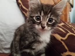 picture of a kitty